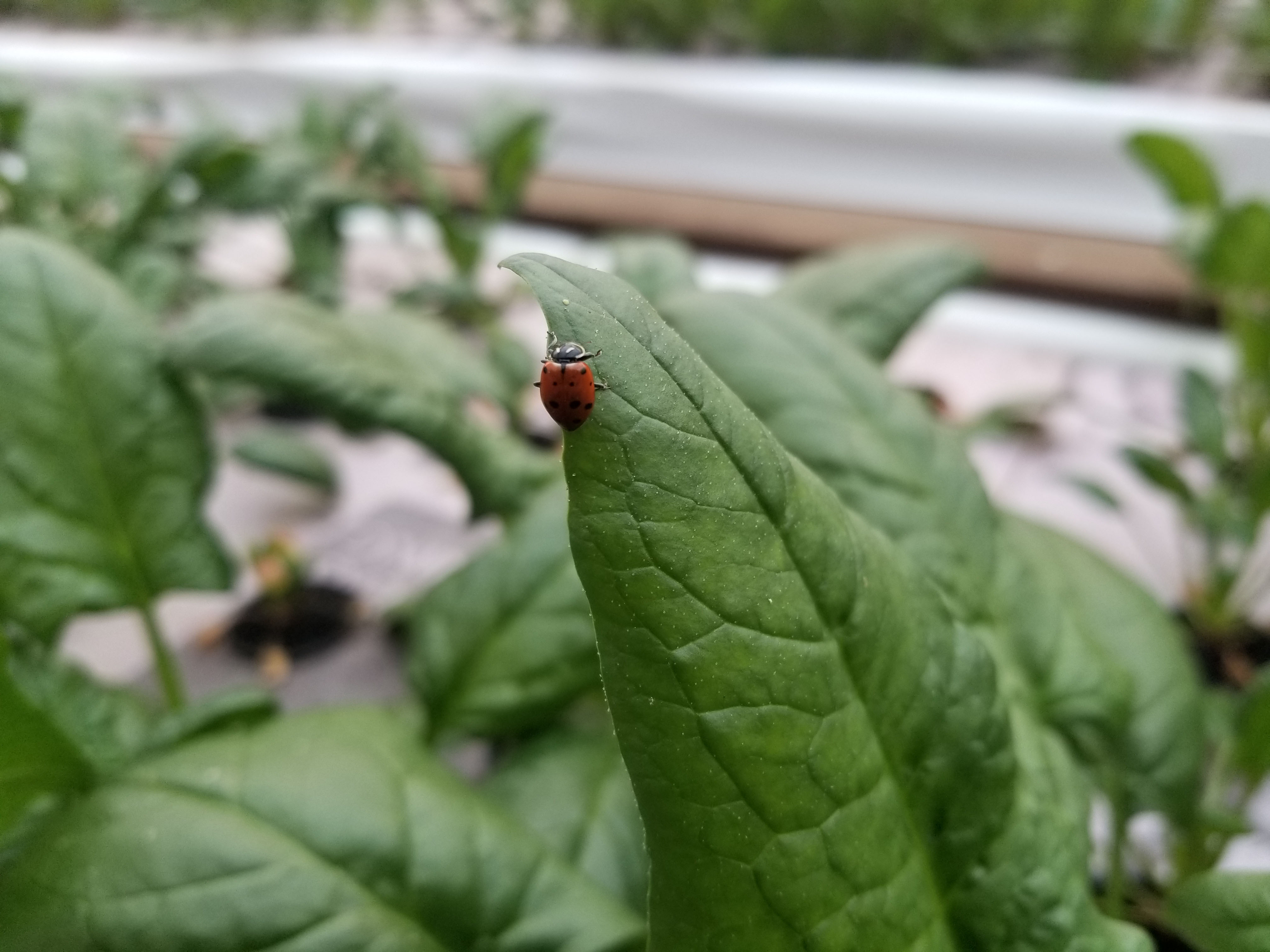 Ladybug on Lettuce leaf