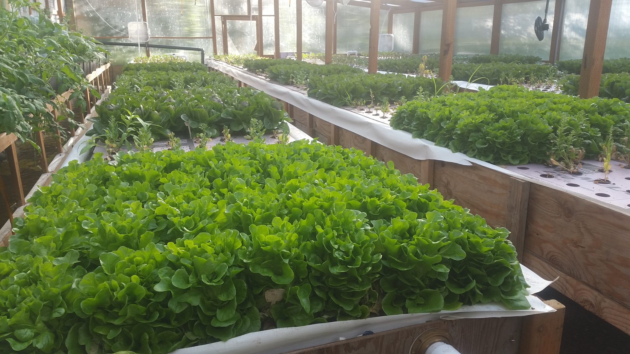 lettuce growing facilities