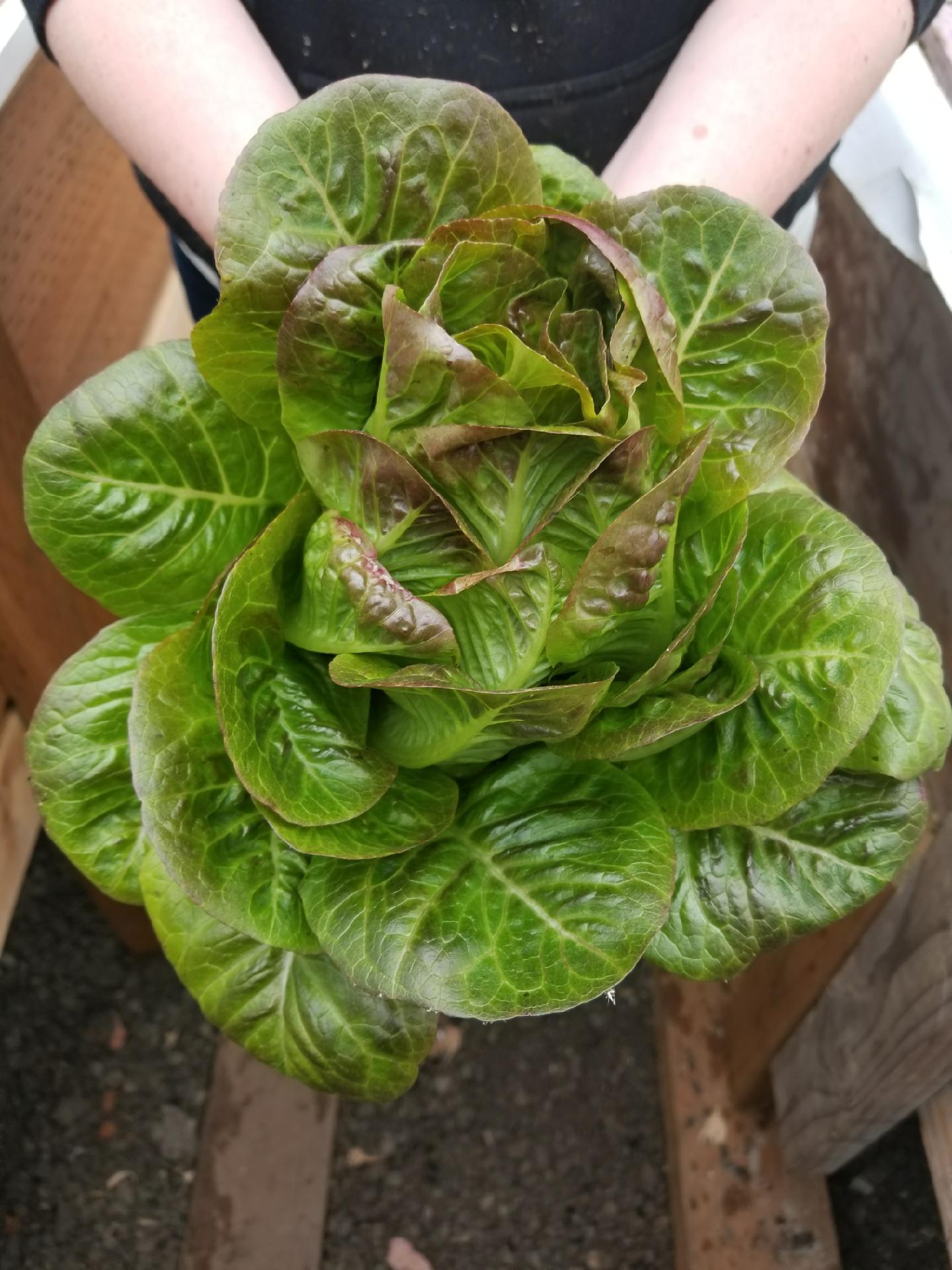 lettuce patch