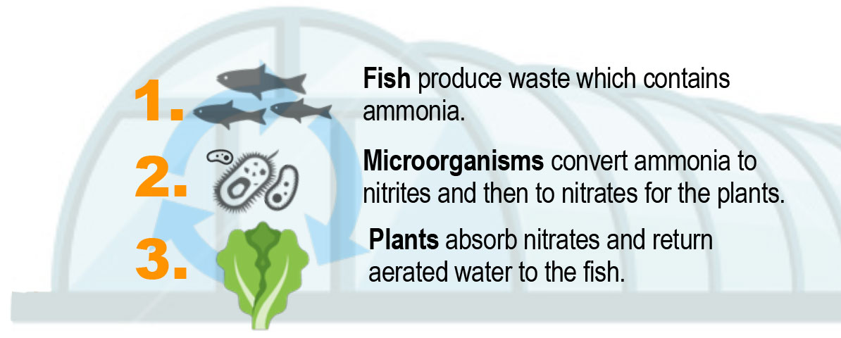 Fish produce waste which contains ammonia. Microorganisms convert ammonia to nitrates and then to nitrates for the plants. Plants absorb nitrates and return aerated water to the fish.