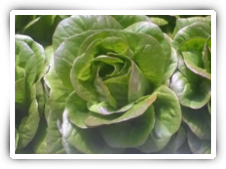 Red Romaine Lettuce