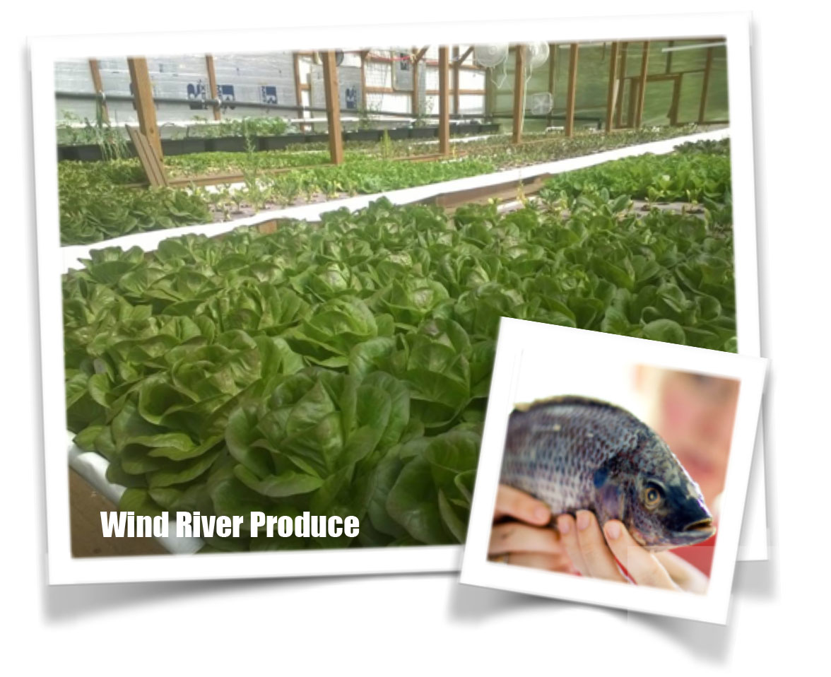 Wind River Produce Lettuce with fish