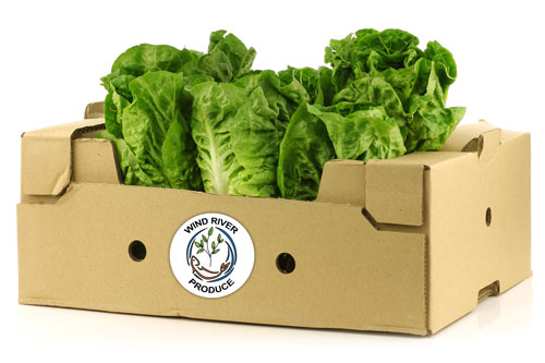 Wind River Produce fresh lettuce delivery
